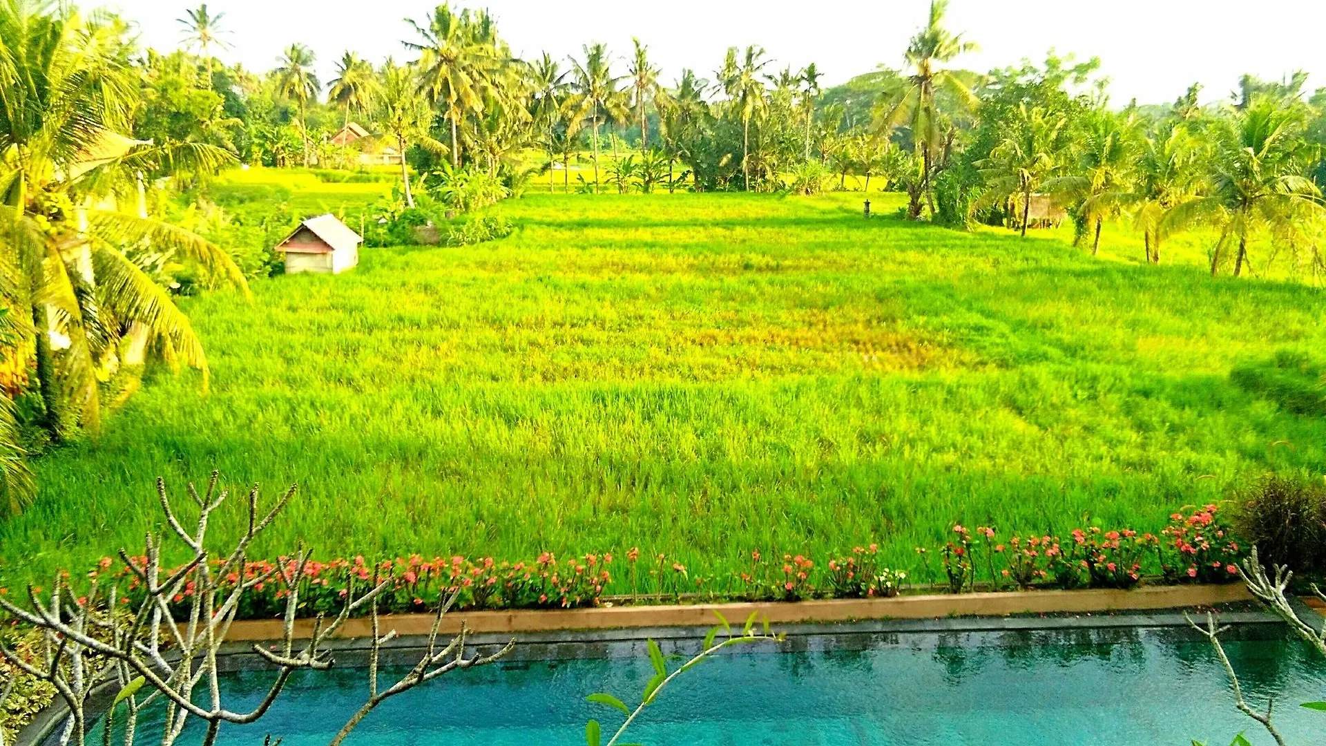 Artini Bisma Ubud Hotel